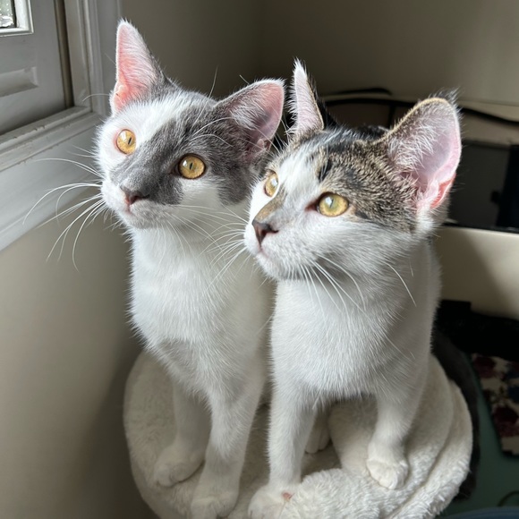 Shop to Support Kitties!💕🐾My Cause for PAWS🐾!💕 - Picture 12 of 17